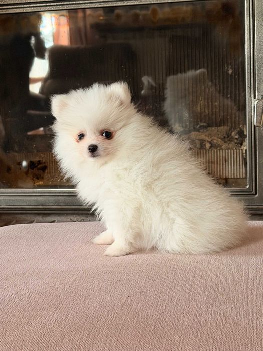 Szpic miniaturowy-pies