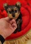 Yorkshire Terrier Macho