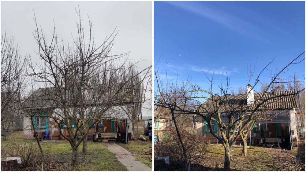 Професійна обрізка плодових дерев та кущів