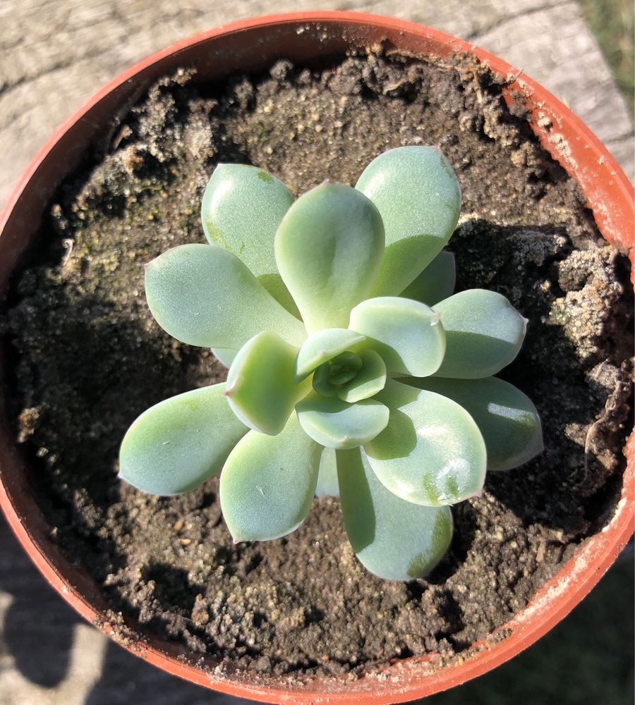 Суккулент Echeveria