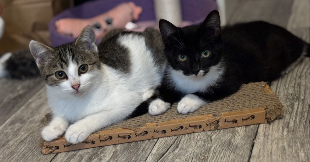 Kociaki 4 miesieczne szukaja domu / kocieta do adopcji