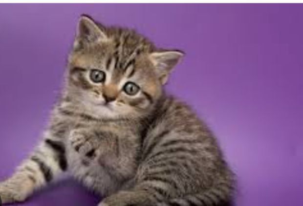 Шикарные котята ждут вас