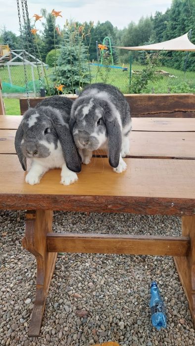 Samiec baran francuski szynszylowy srokacz