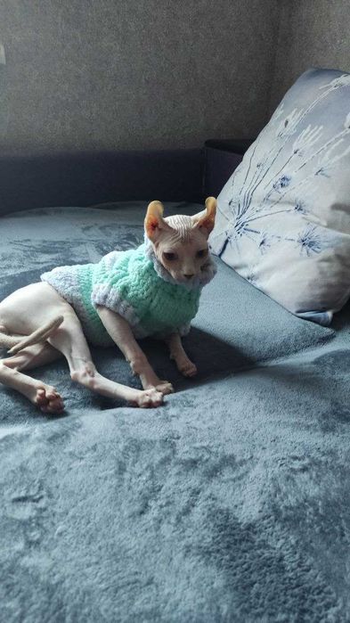 Кошеня сфінкс ельф