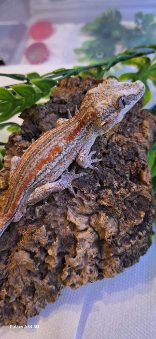 Gekon gargulec _ samiec