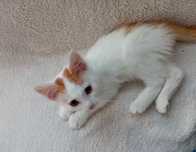 Котик шукає родину