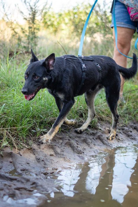 Przyjazny młody Miłek szuka domku