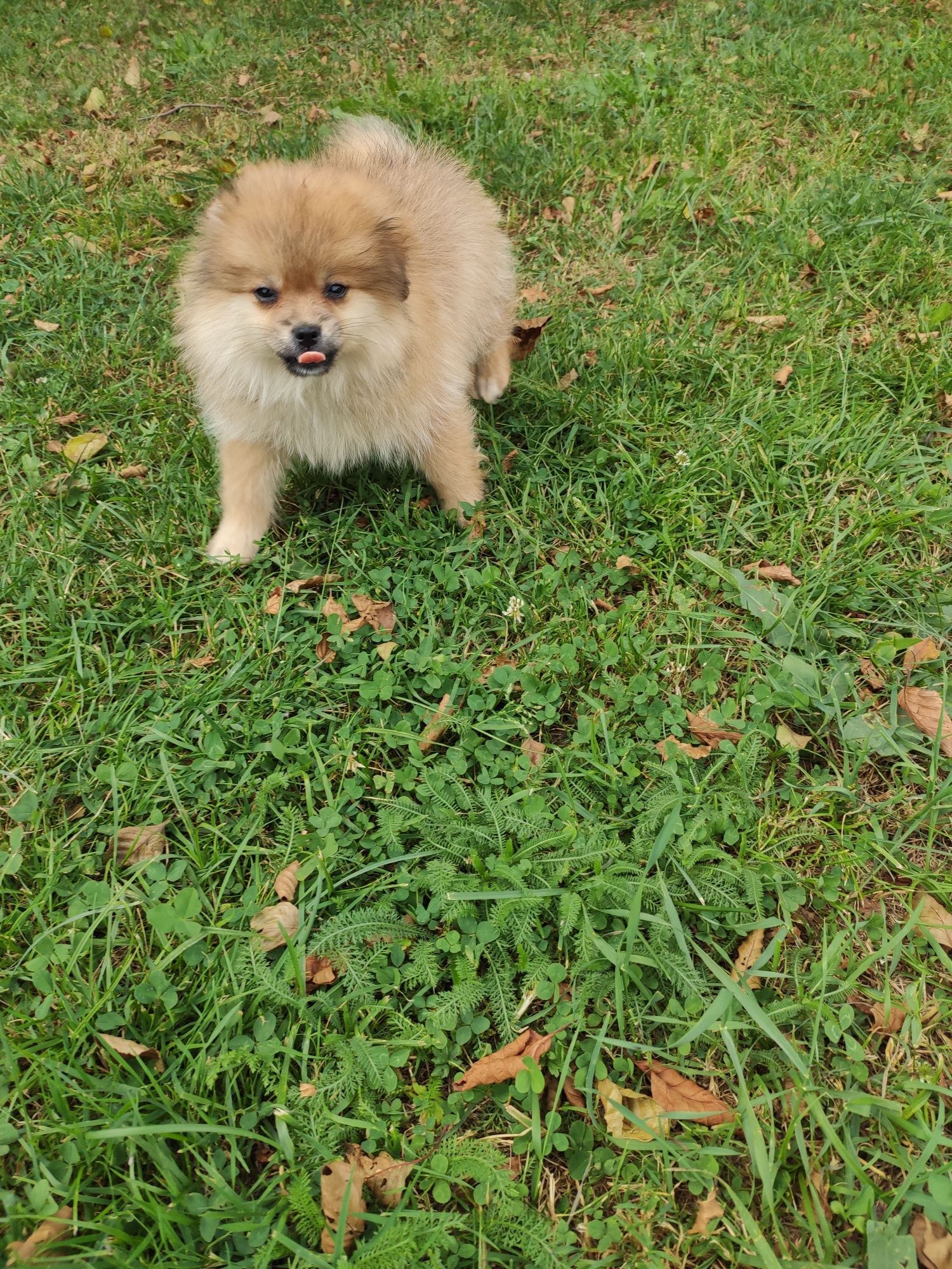Szpic miniaturowy pomeranian szpice z metryką i czipem