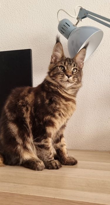 Gatinho Maine Coon