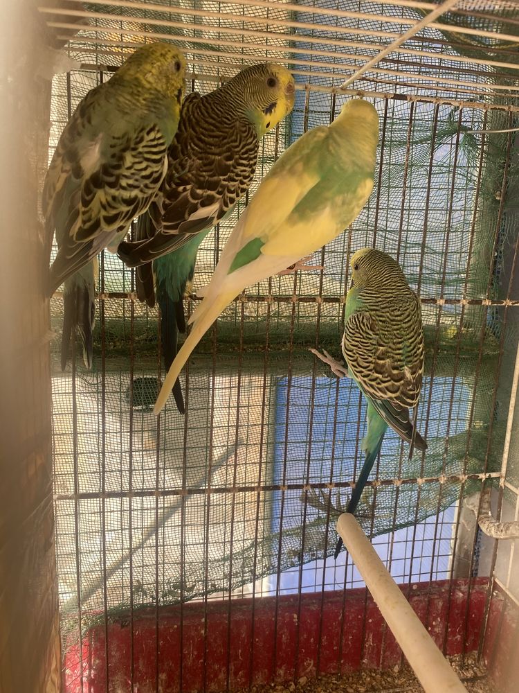 3 Periquitos  para vender