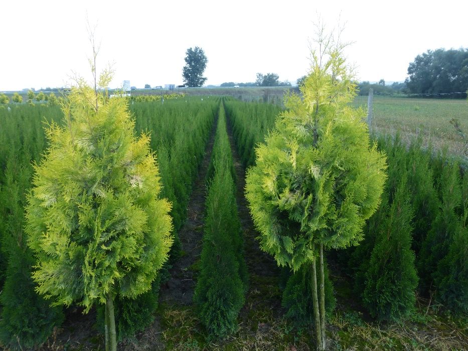 tuja Szmaragd do 170 cm Thuja Smaragd (ZAKLICZYN)