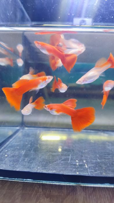 Gupiki full Red albino