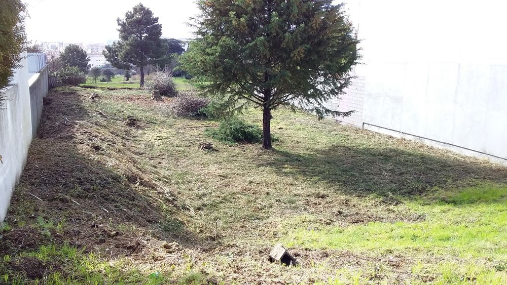 Limpeza de Terrenos, ruínas, mato junto a residências, etc