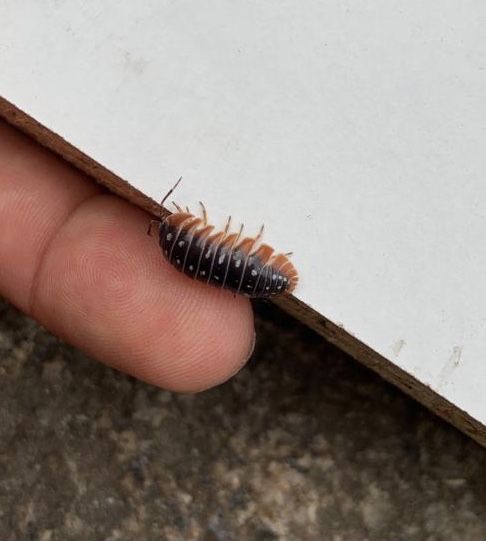 Isopods klugii montenegro