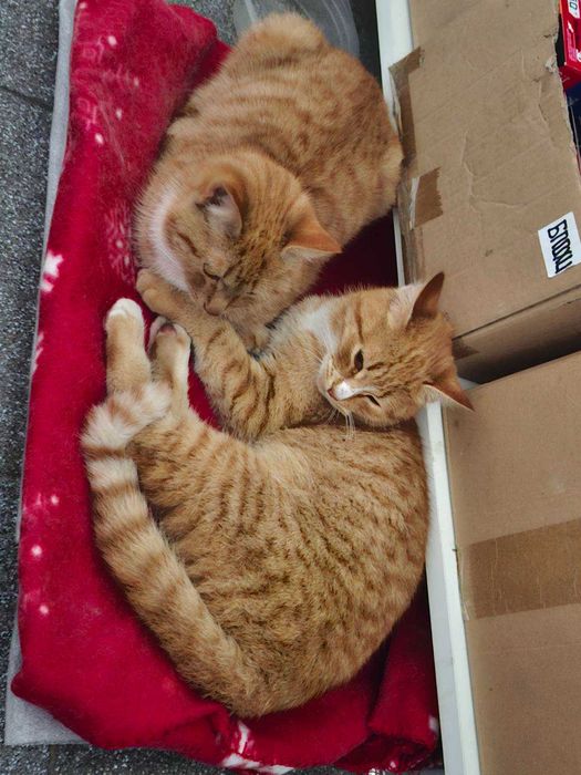 Рыжие мальчики котята подобраны к лотку приучены