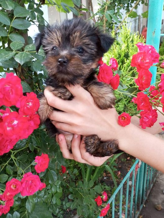 Йоркширский терьер щенки