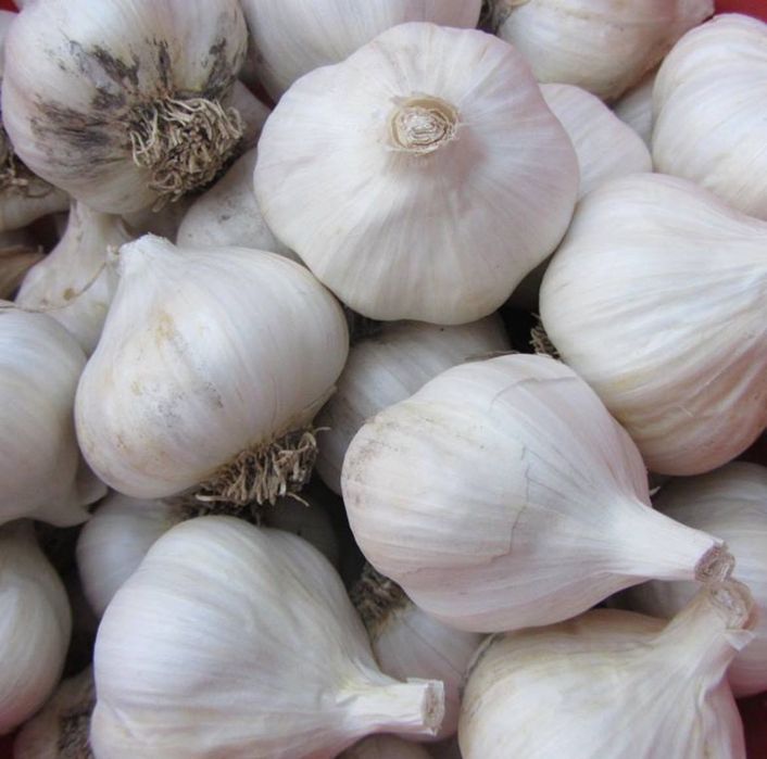 Часник урожай 2025