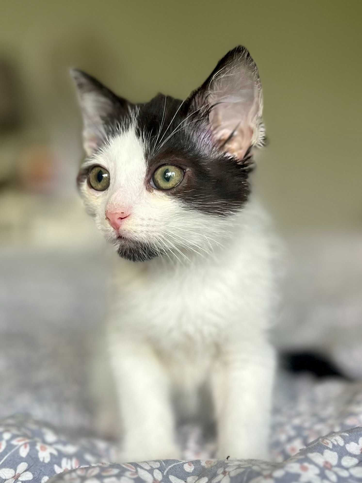 TOBIASZ mały kotek do adopcji, kot szuka domu