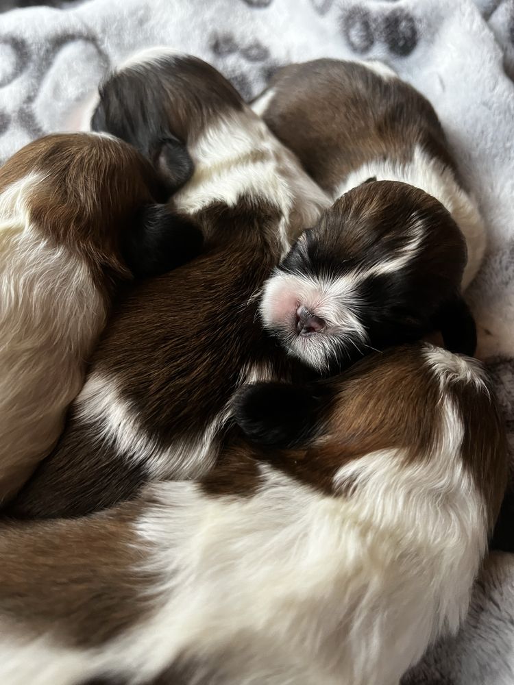 Shihtzu shih tzu niniaturowy szczeniak do rezerwacji