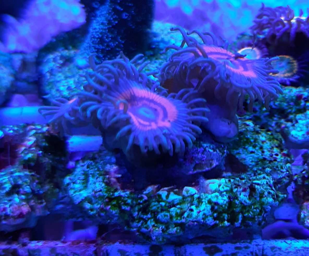 Koralowiec, Zoanthus spp.premium,morskie