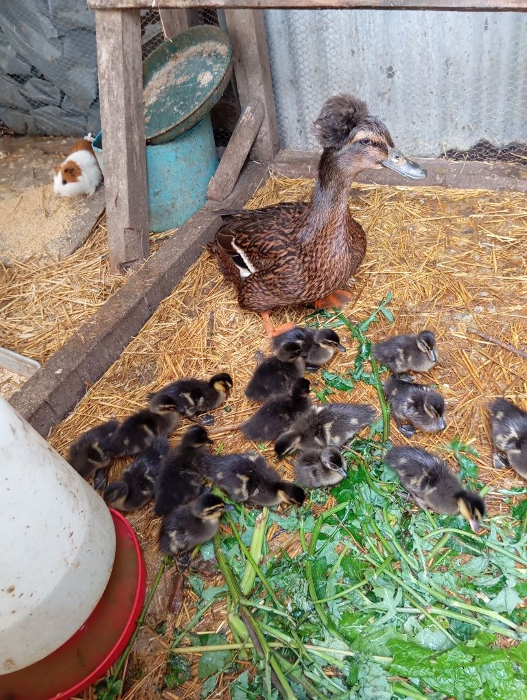 Patos Rouen (pode ou não ter polpa)