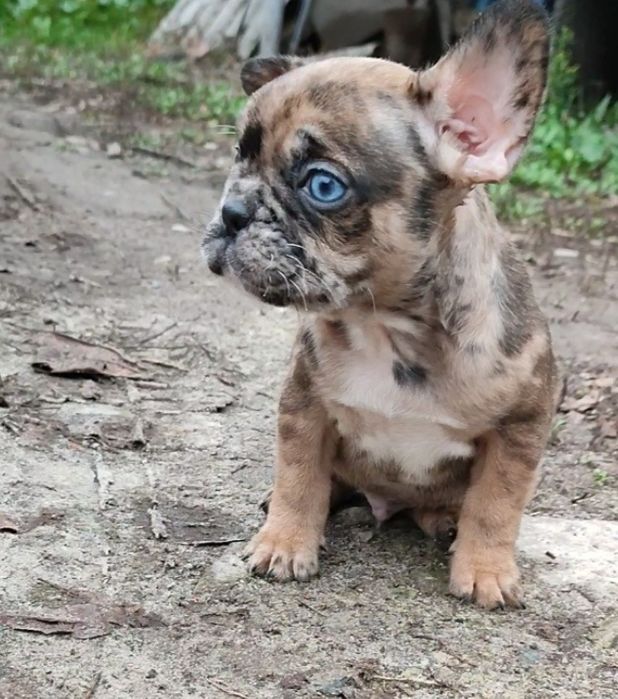 Красавчик мерле с голубыми глазами