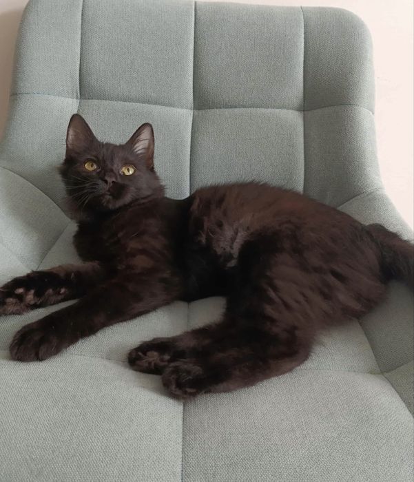 Кошеня, котеня, киця, кішка, кицюня, кошенята, кітка, кошка