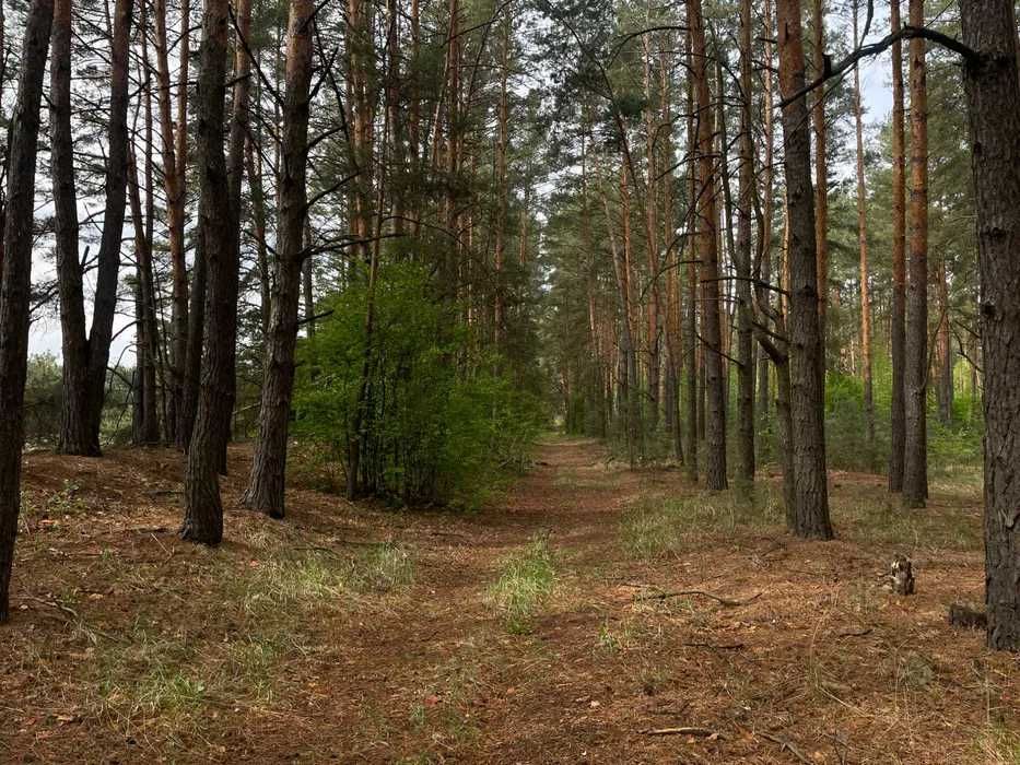 Інвестиція!Земля в Соснівці заліснена! Недалеко від Києва 30$ за сотку