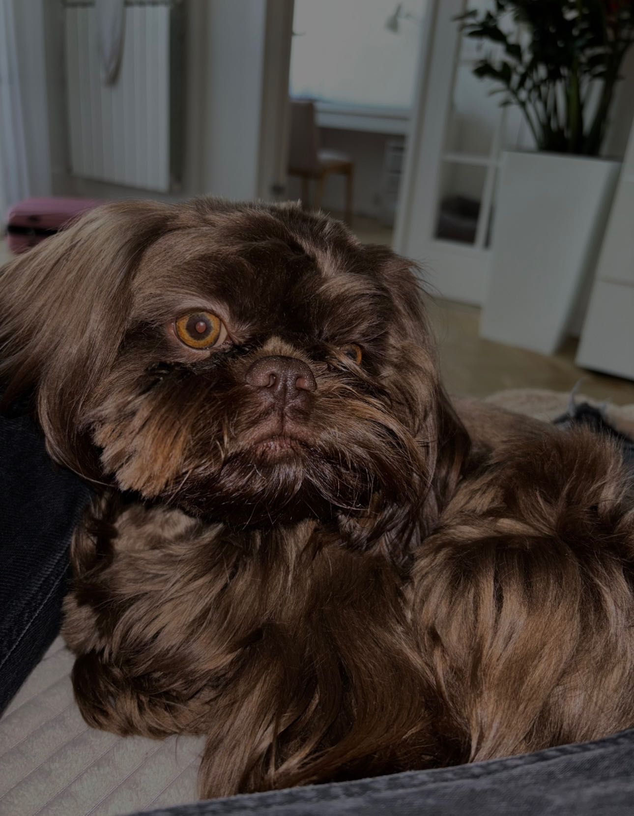 Reproduktor shih tzu czekoladowy