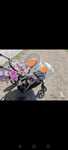Cybex gazelle s seashell beige