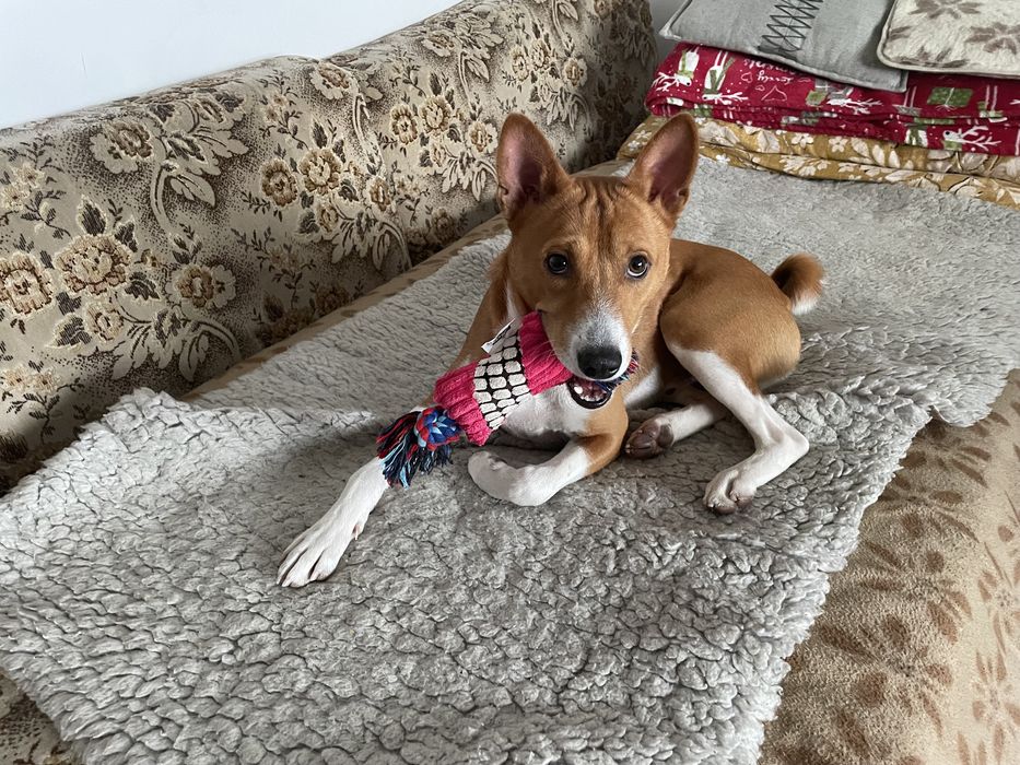 Opieka nad zwierzętami w warunkach domowych