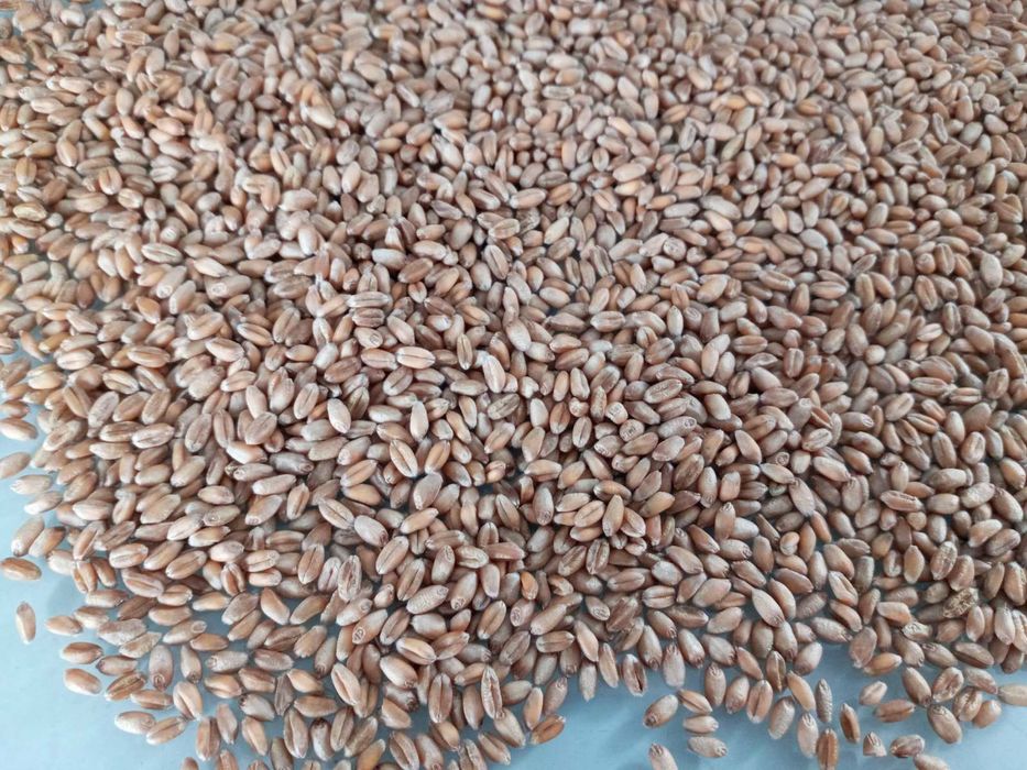 Насіння озимої пшениці Реформ, Леммі, Чірон, Патрас, Спенсор, Шірокко