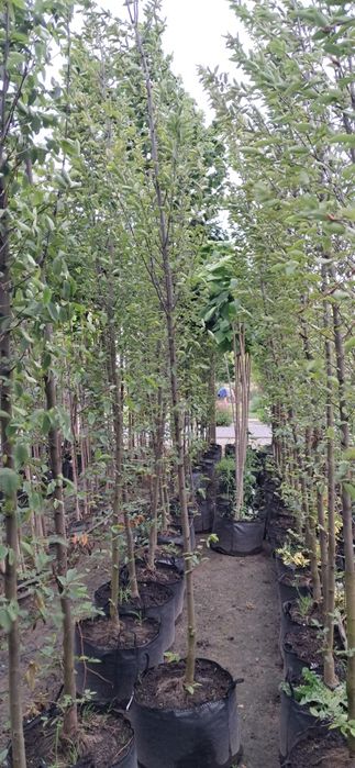 Grab fastigata kolumnowy  200-400 cm