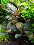 Bucephalandra red gaja