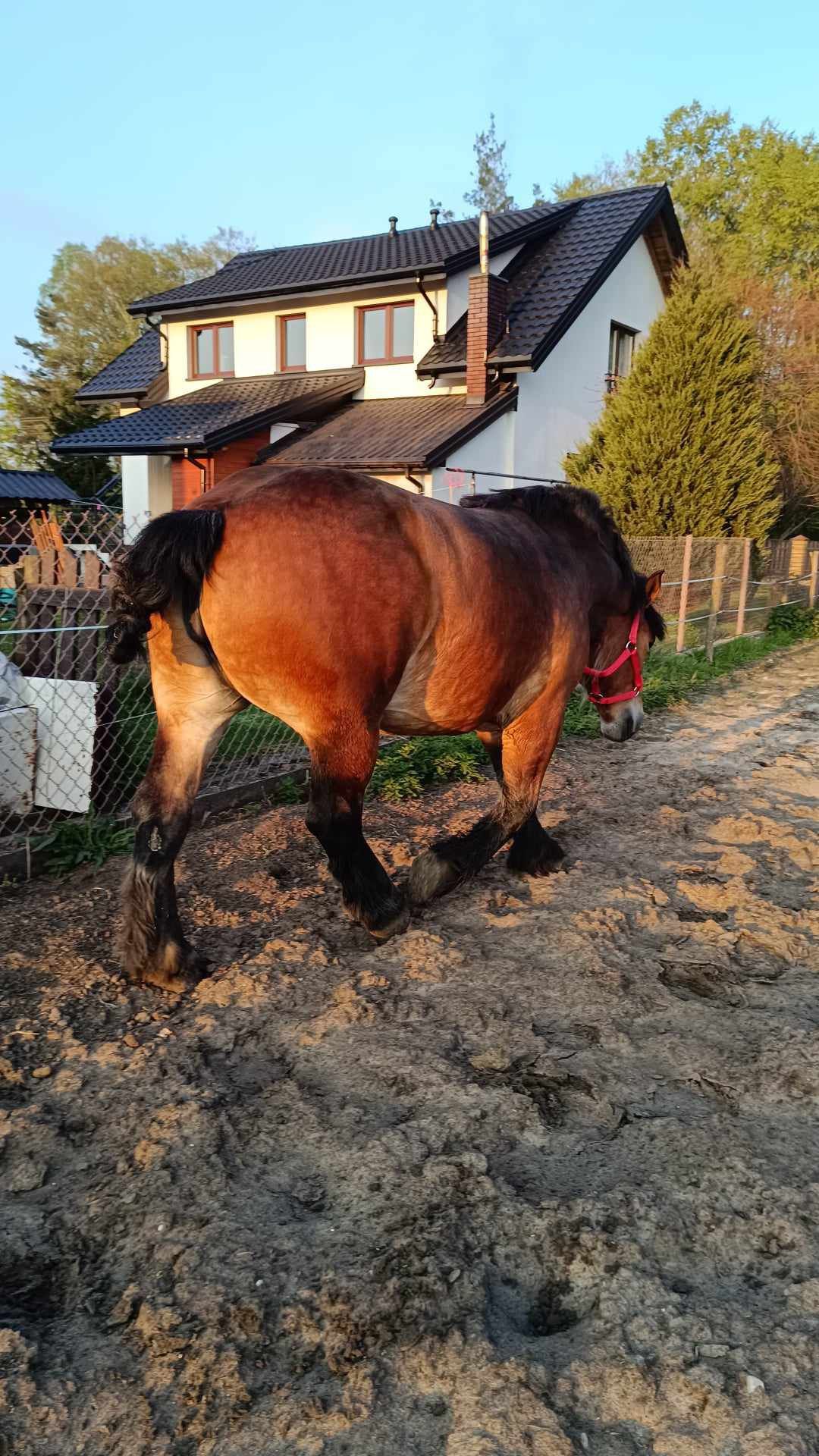 Sprzedam klacz zimnokrwistą