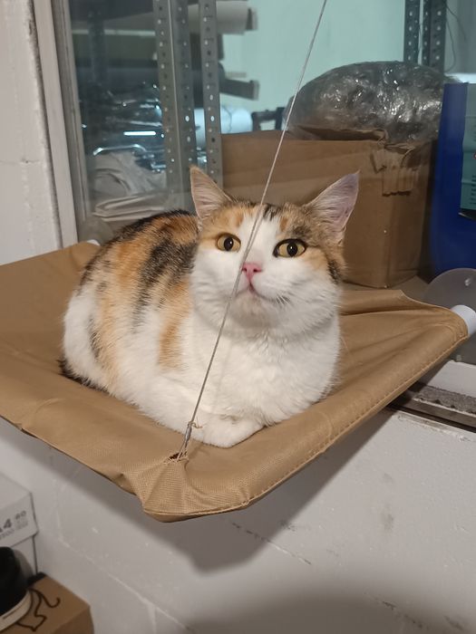 Милка, девочка, 2 годика