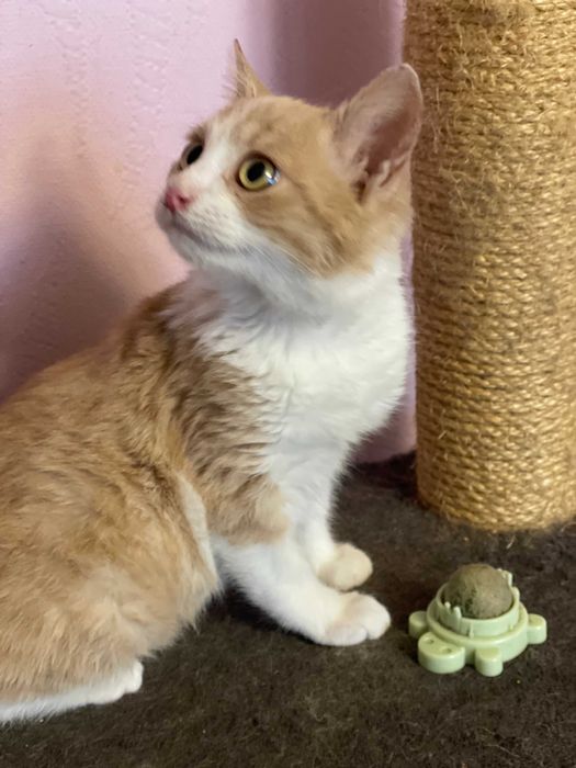 Ласкава киця 4міс.