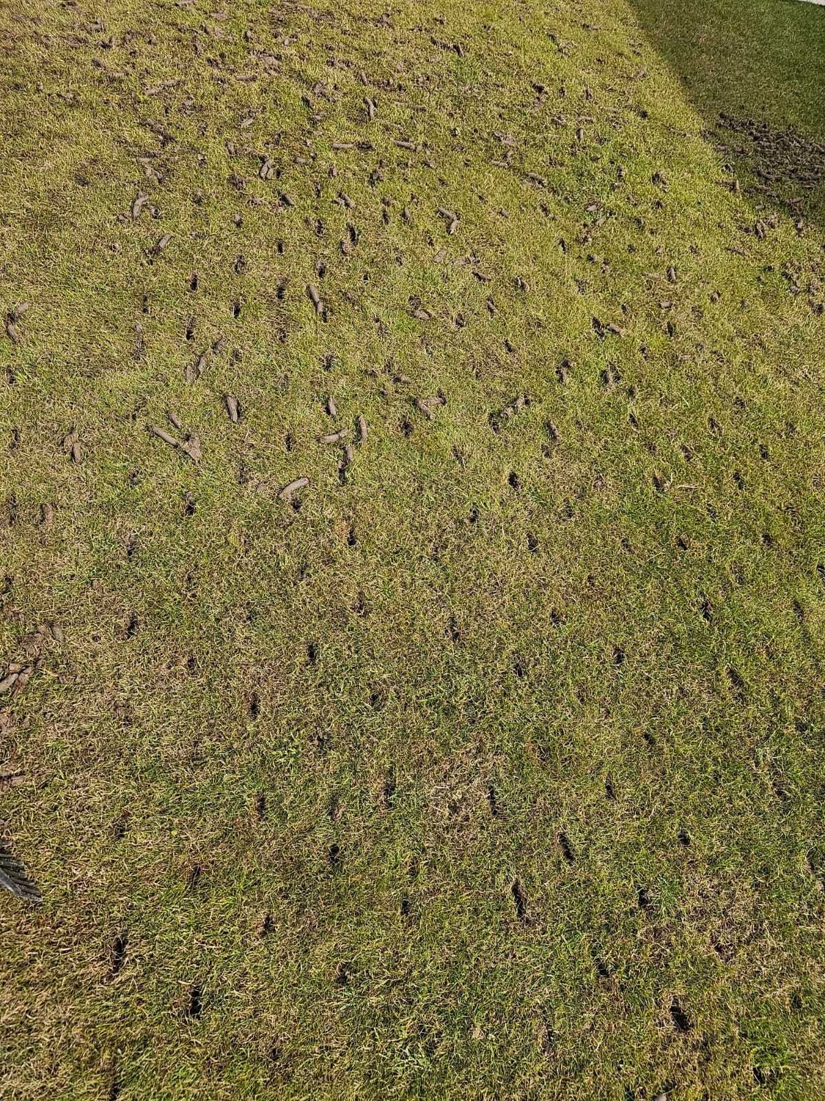 Zakładanie i Pielęgnacja ogrodów, aranżacja, trawniki