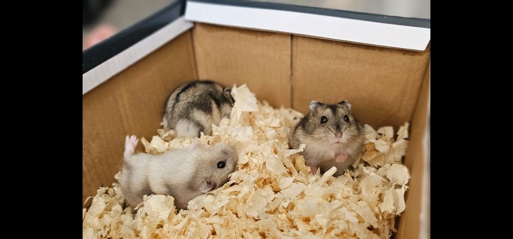 Chomiki dżungarskie miniaturki małe