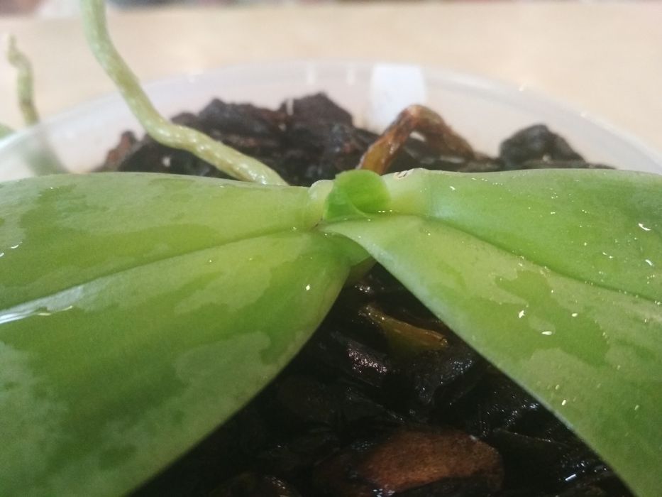 Орхидея фаленопсис Gigabell