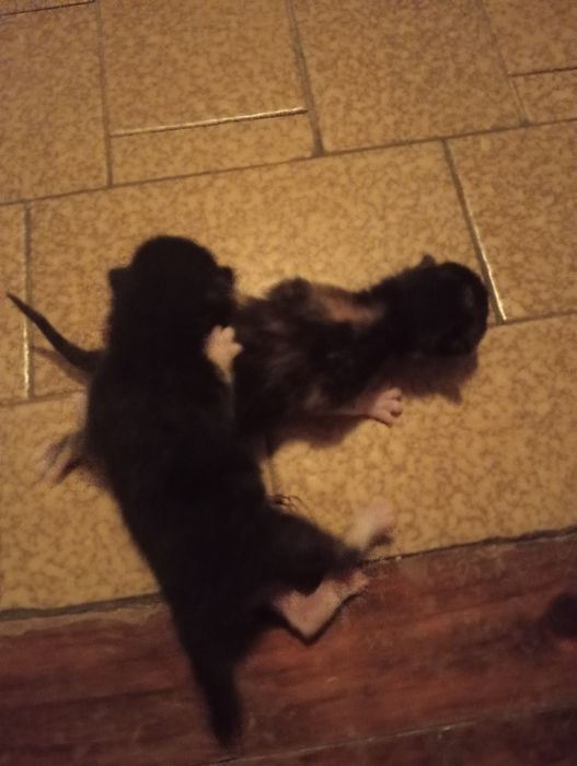 4 crias de gatos bebés