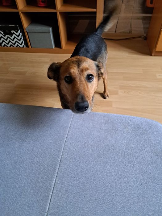 Oddam suczke w dobre ręce.