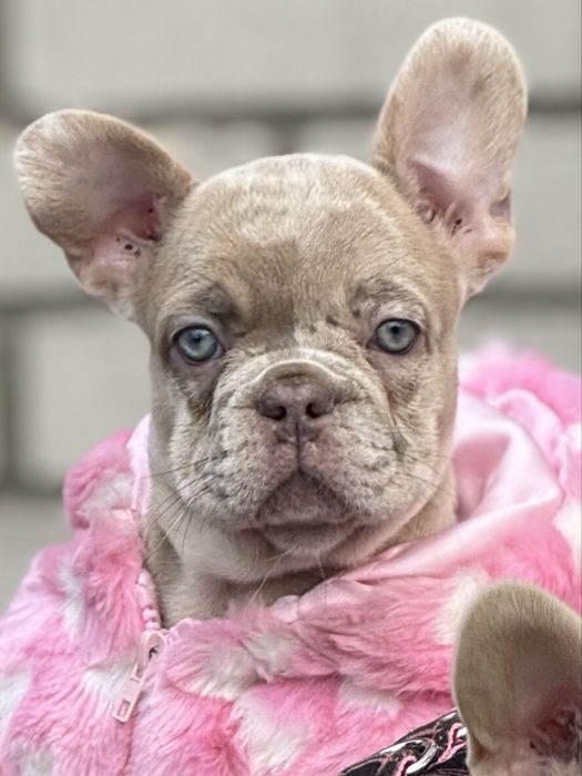 Французкий бульдог