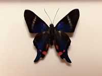 Motyl w ramce 8 x 10 cm . Rhetus periander - Peru .