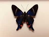 Motyl w ramce 8 x 10 cm . Rhetus periander - Peru .
