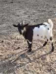 Cabrito anão macho