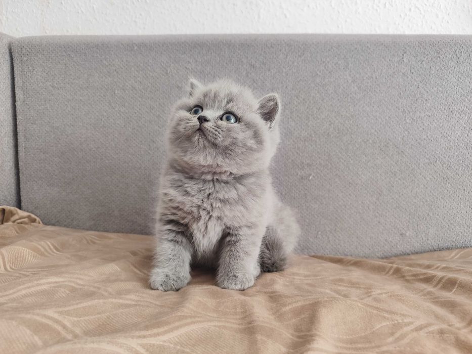 Kot Brytyjski Krótkowłosy WCF