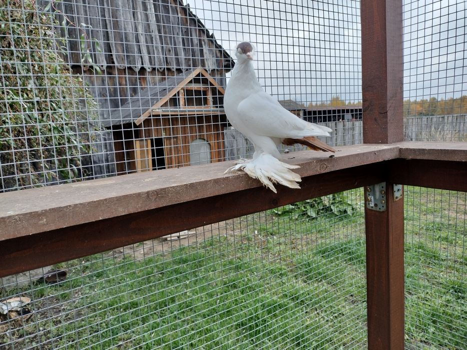 Gołębie ozdobne krymka polska