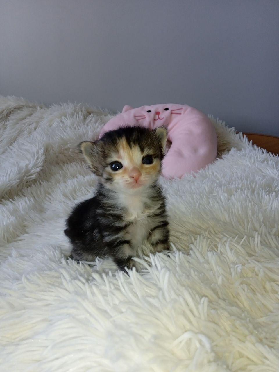 Котики шукають родину! В добрі руки!