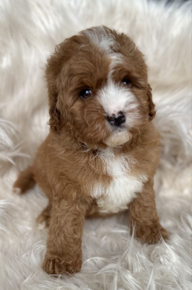 Cavapoo F1 chłopak